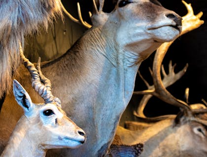 Lobo y venado en un negocio de taxidermia.