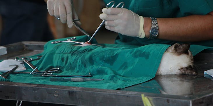 Veterinarian operating on a cat.