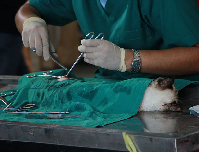 Nombres para veterinarias