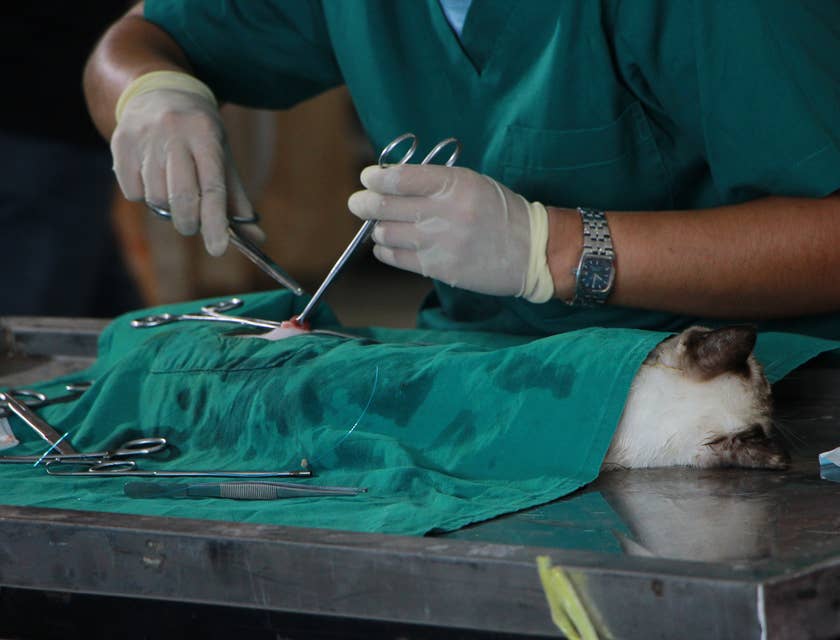 Un vétérinaire opérant un chat.