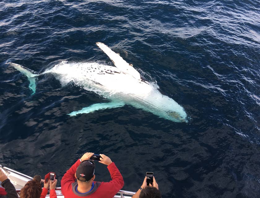 Turistas tomando fotos en un negocio de tours de avistamiento de ballenas.