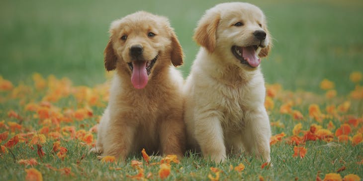 Two wholesome puppies sitting in a flowerbed.