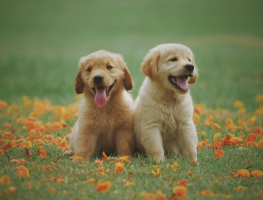Dois filhotes de cachorro sentados em um campo verde com flores.