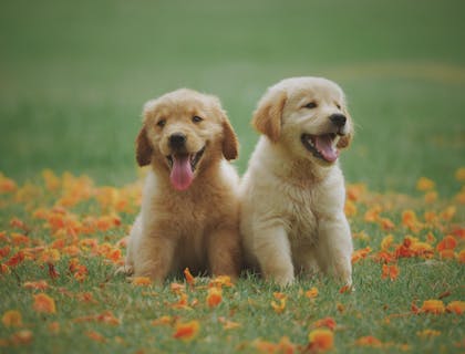 Two wholesome puppies sitting in a flowerbed.
