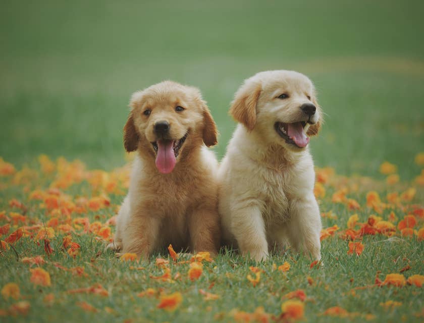 Dois filhotes de cachorro sentados em um campo verde com flores.