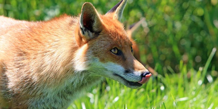 Wildlife close-up photograph of a fox.