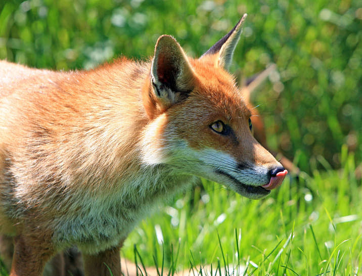 Wildlife Control Business Names