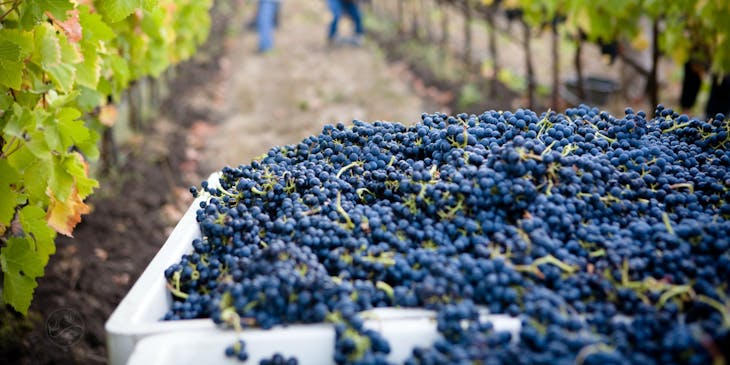 Close-up image of vines at a winery.