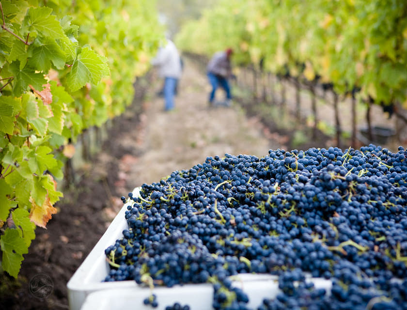 Noms d'entreprise vinicole