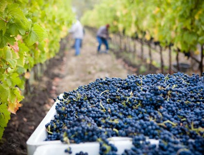 Une image en gros plan de vignes dans un domaine viticole.