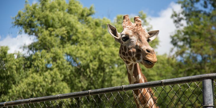 A giraffe looking over a fence.