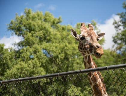 Primo piano di una giraffa che guarda oltre una staccionata dentro uno zoo.