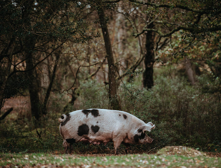 Nombres para tours en La Ruta del Lechón
