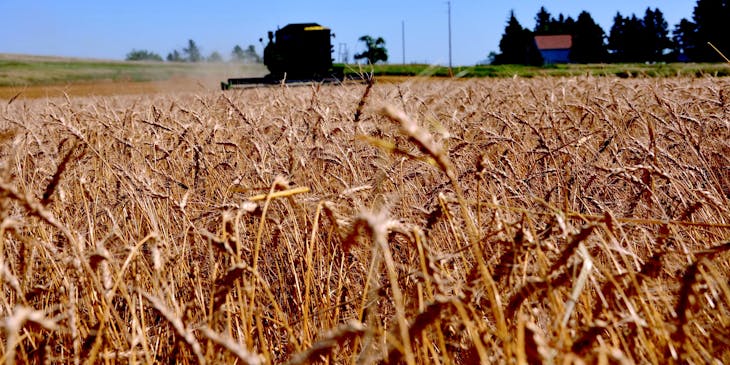 A wheat field in North Dakota.