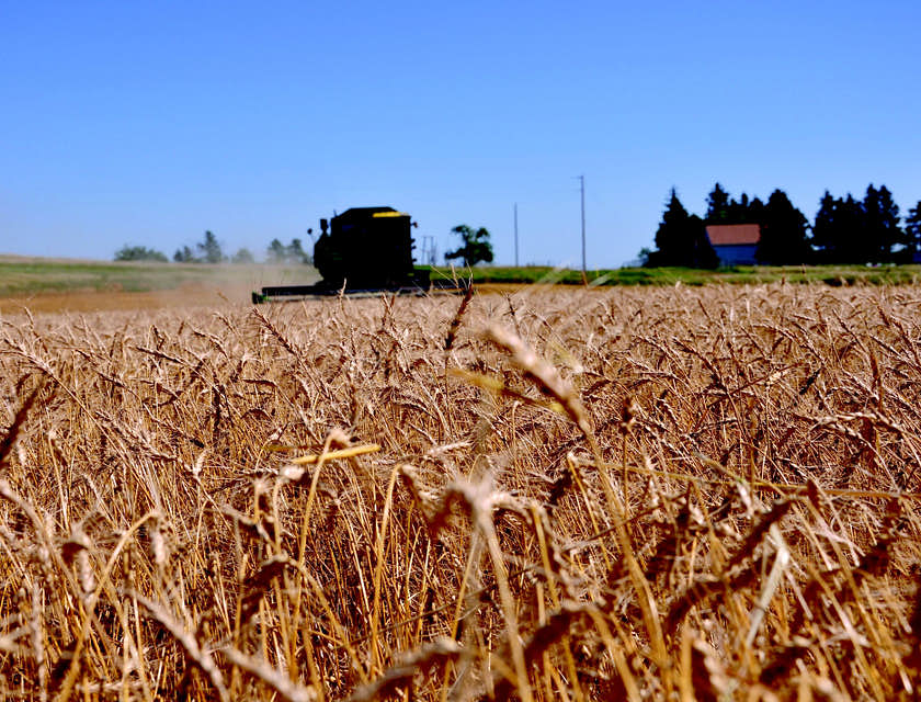 Un campo de trigo de una empresa de agricultura en Dakota del Norte.