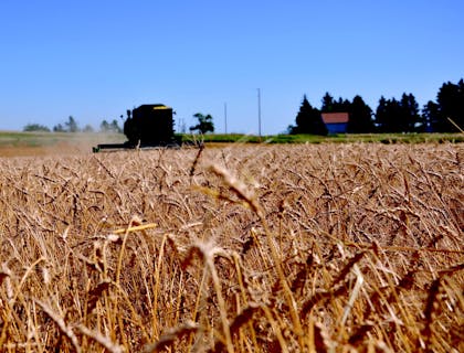 Un campo de trigo de una empresa de agricultura en Dakota del Norte.