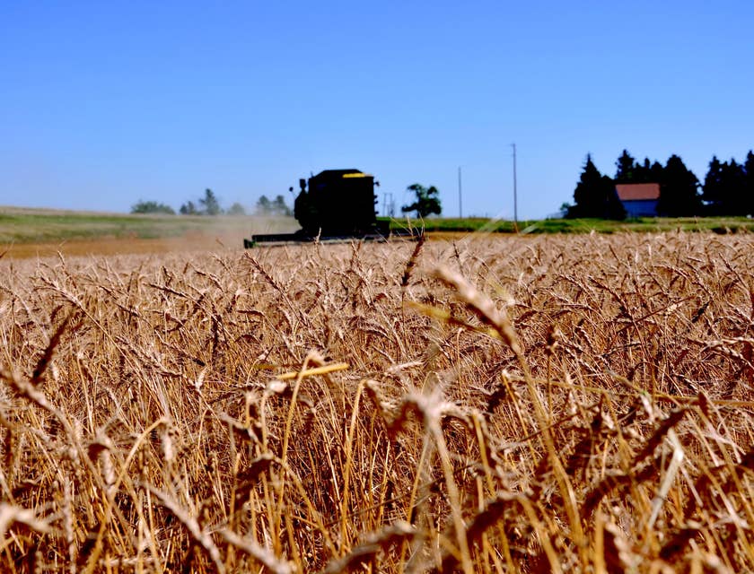 Un campo de trigo de una empresa de agricultura en Dakota del Norte.