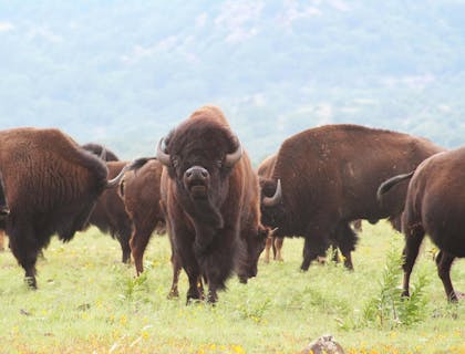 A herd of buffalo in Oklahoma.