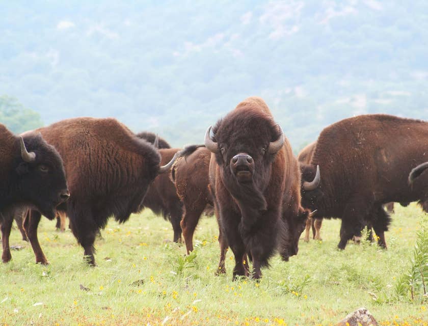 Una manada de búfalos en Oklahoma.